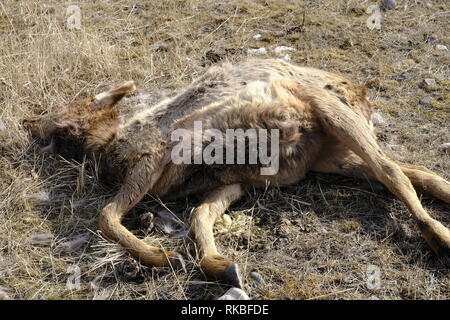 Elk vitello ucciso da lupo Foto Stock