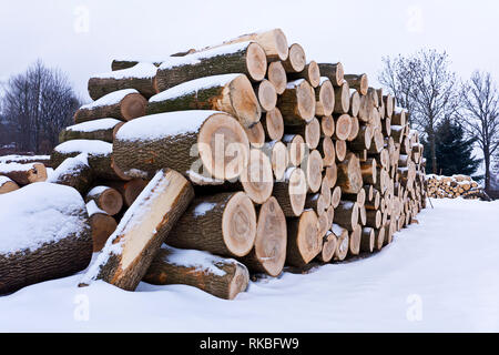Pila di tronchi in foresta Foto Stock