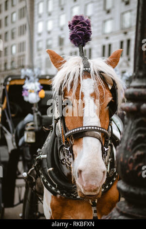 Carrello NYC Cavallo Dorado Foto Stock