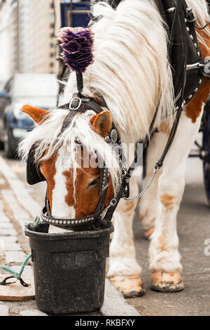 Carrello NYC Cavallo Dorado Foto Stock