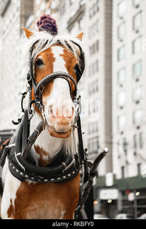 Carrello NYC Cavallo Dorado Foto Stock