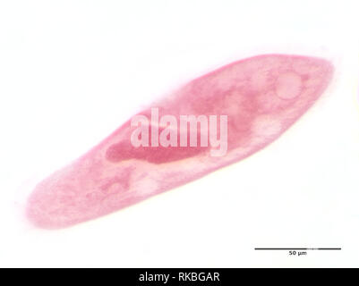 Paramecio caudatum (colorato) sotto il microscopio Foto Stock