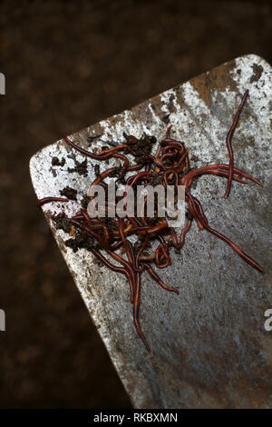 Il compost worm su un giardino vanga. Foto Stock