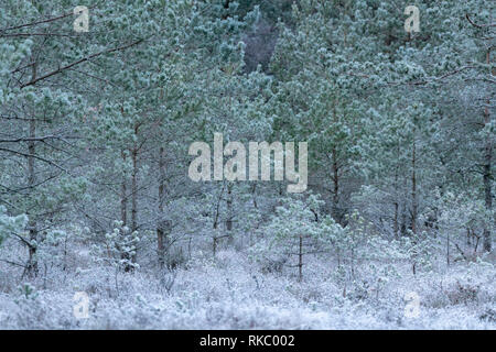 Pino silvestre alberelli (Pinus sylvestris), coperto di brina, in una radura del bosco in Scozia Foto Stock