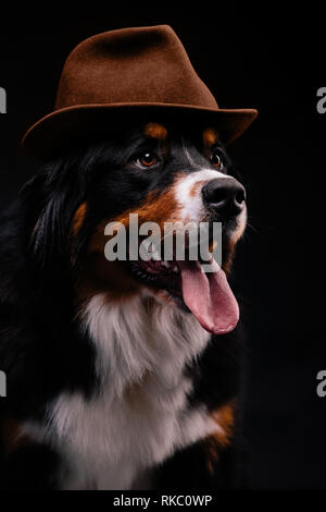 Close-up ritratto di Bovaro del Bernese in hat su sfondo nero Foto Stock