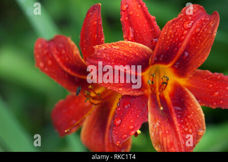 Blossom giglio rosso fiori con gocce di acqua al giorno di sole dopo la pioggia contro verde sfondo sfocato. Messa a fuoco selettiva. Foto Stock