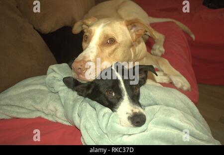 Due cani Snuggling su un lettino Foto Stock