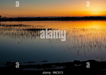 Fiume Cosumnes preservare al tramonto, California Foto Stock