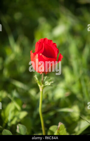 Rosso singolo fiore anemone bud contro erba verde sullo sfondo (sunset illuminazione) Foto Stock