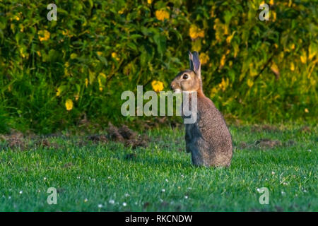 Wild lepre sat montante e avviso in un campo Foto Stock