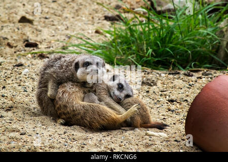 Famiglia di meercats raggomitolati insieme, infermieristica loro giovane Foto Stock