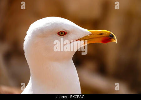 Giallo-gambe - Gabbiano Larus michahellis - estate adulto, Calpe, Spagna Foto Stock