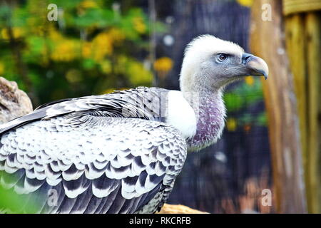 Gyps Rueppellii Vulture ritratto dettaglio Stock Photo Foto Stock