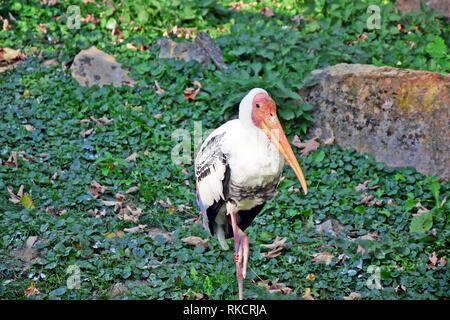 Mycteria leucocephala ritratto Closeup Stork uccelli esotici Asia Stock Photo Foto Stock