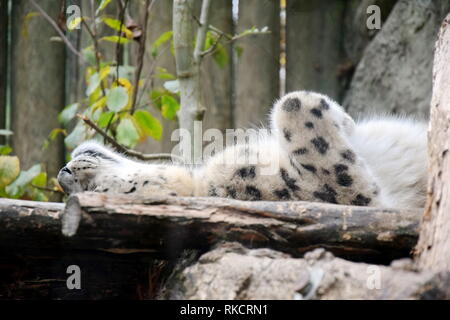 Irbis Snow Leopard Uncia Uncia giacente in appoggio alla ricerca madre carino Stock Photo Foto Stock