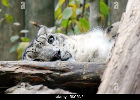 Irbis Snow Leopard Uncia Uncia giacente in appoggio alla ricerca madre carino Stock Photo Foto Stock