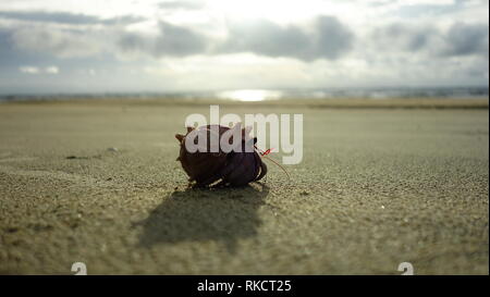 Il granchio eremita al tramonto il tempo in Myanmar beach Foto Stock