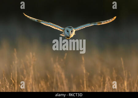 Il barbagianni (Tyto alba) in volo, Cambridgeshire Foto Stock
