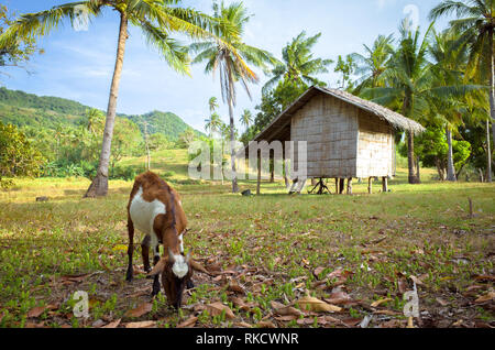 Alimentazione di capra da una rustica capanna su una farm di riso in Camiguin, Filippine Foto Stock