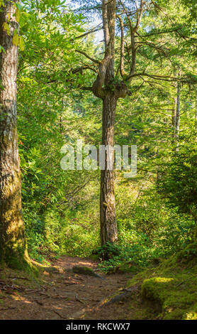 Struttura insolita sulla costa dell'Oregon Foto Stock