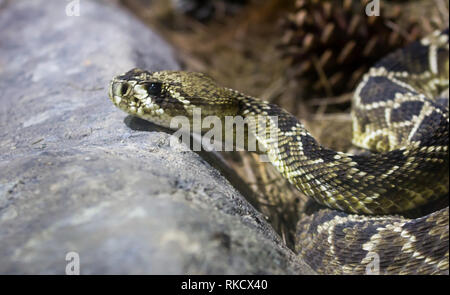 Diamondback rattlesnake serpente velenoso Foto Stock