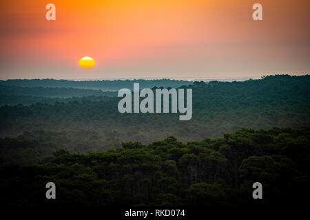 Tramonto, foresta da Dune du Pilat, la più grande duna di sabbia in Europa, Francia, Bacino di Arcachon, Aquitaine Foto Stock
