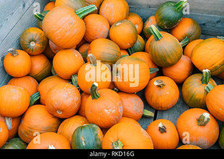 Immagine ravvicinata di tante piccole zucche di Quebec, Canada Foto Stock