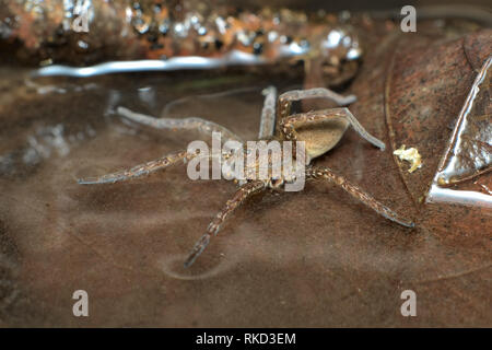 Un semi-germano grande o fen zattera spider (Dolomedes plantarius) caccia le sue prede camminando sulla superficie di acqua marrone tra le foglie morte in una palude Foto Stock