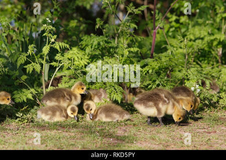 CANADA GOOSE (Branta canadensis) goslings rovistando, UK. Foto Stock