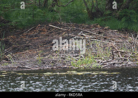 Castoro europeo (Castor fiber) lodge, Knapdale foresta, Scozia. Foto Stock