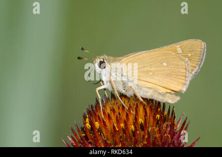 Skipper tratteggiata, Hesperia attalus, su purple coneflower, Echinacea angustifolia Foto Stock