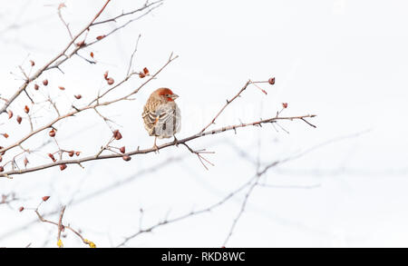 House finch uccello appollaiato su un ramo in Vancouver BC Canada. Foto Stock