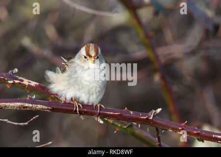 White Crowned sparrow appollaiato su un ramo in Vancouver BC Canada. Foto Stock