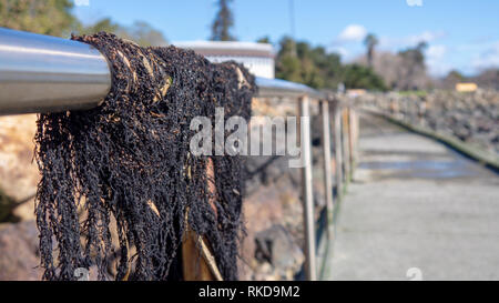 Alghe secche sulla passerella di marea ringhiera a bassa marea Foto Stock