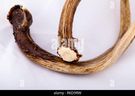 White-tailed deer corna capannoni da Wisconsin Foto Stock