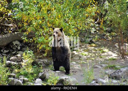 Femmina orso grizzly insegnamento due cuccioli come ricerca di frutti di bosco Foto Stock