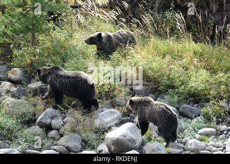 Femmina orso grizzly insegnamento due cuccioli come ricerca di frutti di bosco Foto Stock