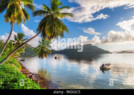 Palme da cocco presso sunrise sull isola tropicale, Praslin, Seicelle. Foto Stock