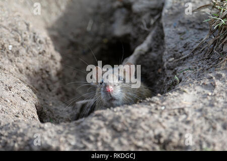 Marrone - ratto Rattus norvegicus emergente dal foro nel terreno Foto Stock