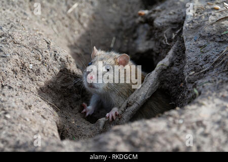 Marrone - ratto Rattus norvegicus emergente dal foro nel terreno Foto Stock
