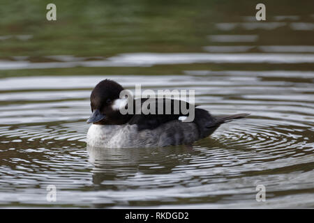 Bufflehead - Bucephala albeola femmina anatra Diving dall Alaska & Canada Foto Stock