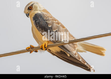 Aquilone che guarda verso il tempo di caccia del bersaglio Kite è un nome comune per alcuni uccelli di preda della famiglia Accipitridae, partico Foto Stock