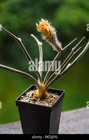 Fioritura di rara fiore di cactus nel recipiente isolato - Astrophytum caput medusae Foto Stock