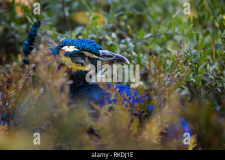 Close up di pavone in verde le boccole, wildlife bird Foto Stock