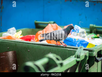 Piccioni in bidoni della spazzatura, questioni sanitarie Foto Stock