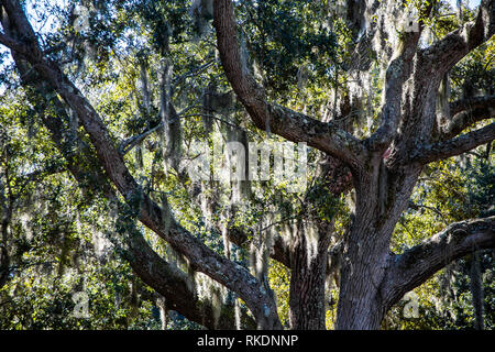 Muschio spagnolo drappeggiati su Oak arti in un massiccio Live Oak Tree Foto Stock