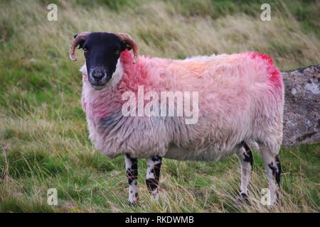 Tinti Blackfaced scozzese pecora dalla Wistmans legno, Parco Nazionale di Dartmoor, due ponti. Devon, Regno Unito. Foto Stock