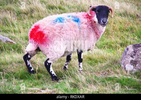 Tinti Blackfaced scozzese pecora dalla Wistmans legno, Parco Nazionale di Dartmoor, due ponti. Devon, Regno Unito. Foto Stock