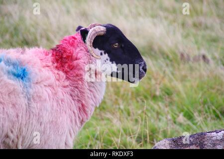 Tinti Blackfaced scozzese pecora dalla Wistmans legno, Parco Nazionale di Dartmoor, due ponti. Devon, Regno Unito. Foto Stock