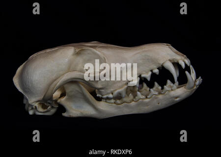 Red Fox cranio con grandi zanne in in parte a bocca aperta isolata su uno sfondo nero Foto Stock